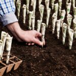 A man in planting some money to growth :-| - Invest Wisely Expert Guidance on Trading, Investing, and More